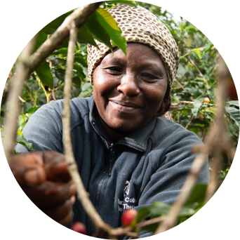 Female coffee farmer harvesting coffee beans