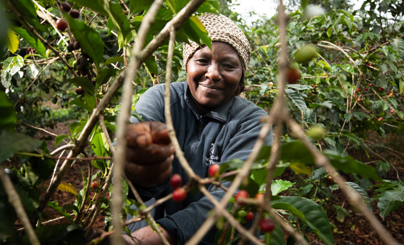 Female coffee farmer harvesting coffee beans