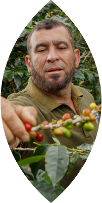 Male coffee farmer harvesting coffee beans