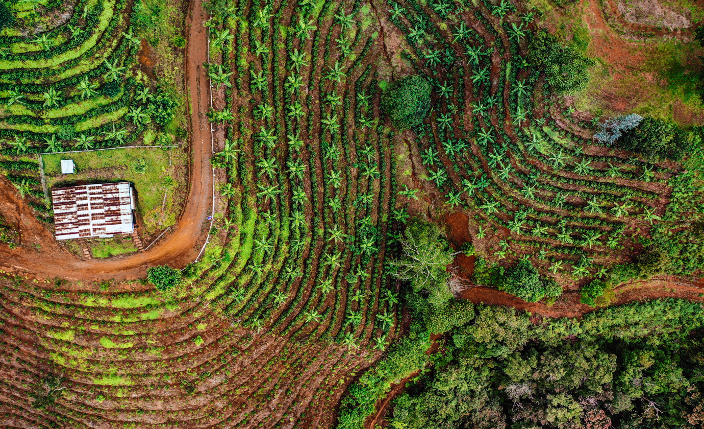 Birds-eye view of a coffee farm