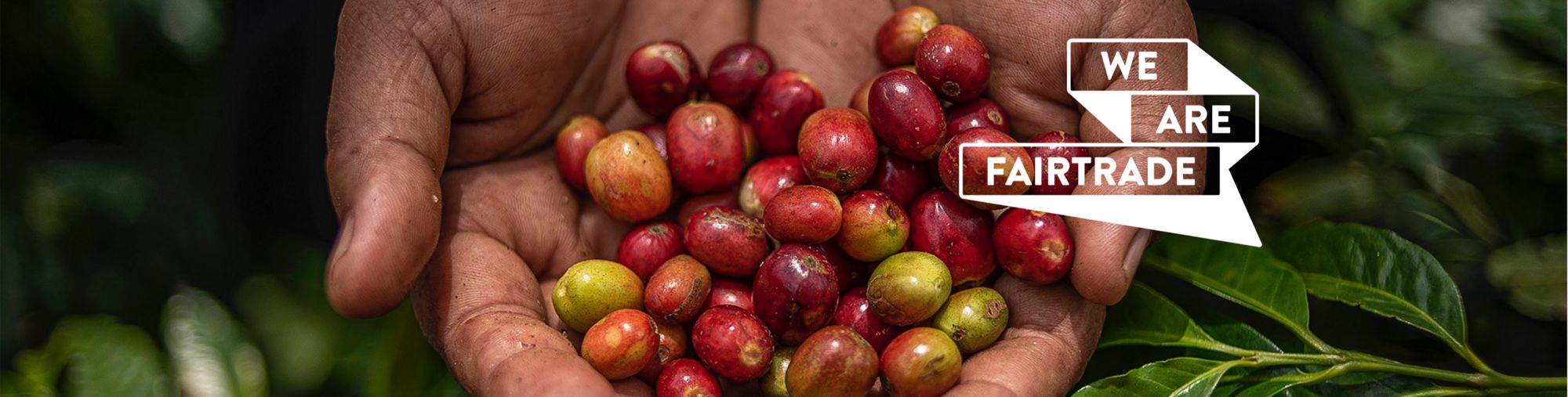 Hands holding red and green coffee cherries, with 'We Are Fairtrade' text overlay