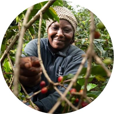 A woman harvesting coffee beans at a coffee farm.